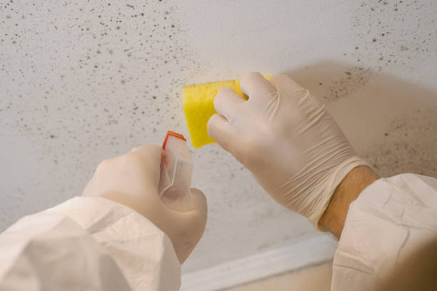Lincoln Park, NY Mold Removal Company