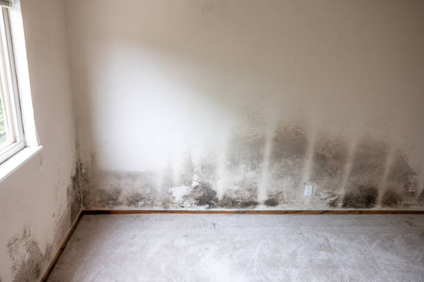  Lincoln Park, NY Mold Removal Pros