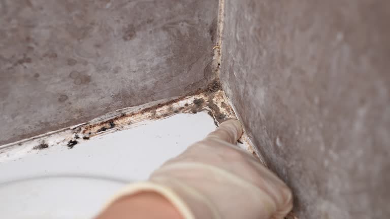 Best Post-Remediation Verification Testing  in Lincoln Park, NY